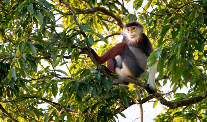 Red-shanked Douc- Langur on Son Tra
